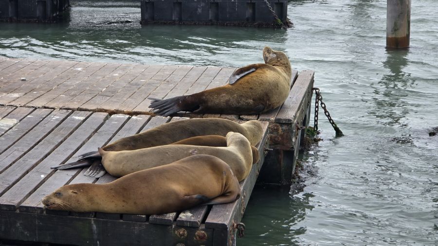 כלבי ים מנמנמים 